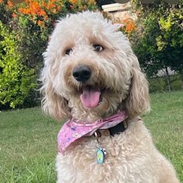 Daisy - Goldendoodle