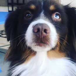 Aussiedoodles, Bernedoodles, and Poodles from Coats of Many Colors LLC