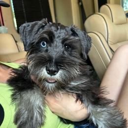 Petries - Miniature Schnauzer