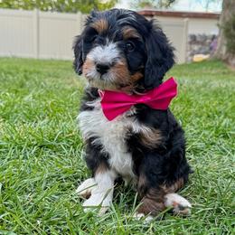 Churro - Tri-color female Bernedoodle puppy in Roy, Utah from Doodles are Amazing