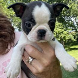 Quiana - Brindle and white female Boston Terrier puppy in Fillmore, Illinois from Wind Hill Puppies