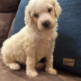 Opal - White female Poodle puppy in Flora, Illinois from Hanging Rock Poodles