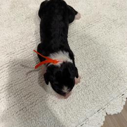 Orange boy - Black and white male Aussiedoodle puppy in Nacogdoches, Texas from Glo’s Aussiedoodles