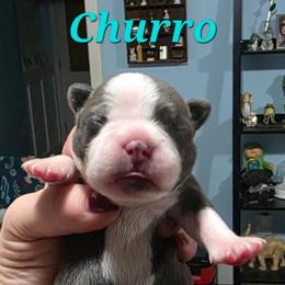 Churro - Blue male Boston Terrier puppy in Columbus, Ohio from Bryn's AKC Bostons