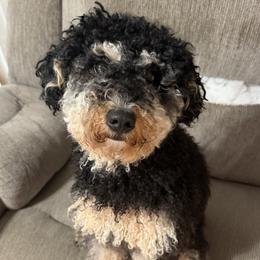 Bernedoodle puppies from Florida Mini Bernedoodles