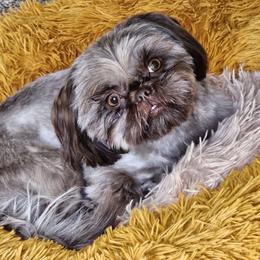 Enzley - Shih Tzu