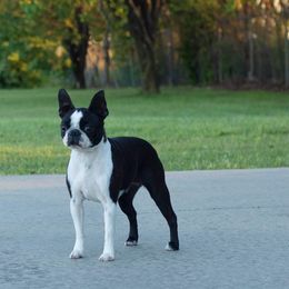Border Collie, Boston Terrier, and Cairn Terrier All Grown Up from Stoneridge kennel
