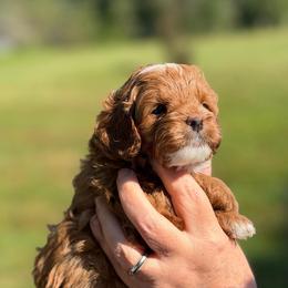 Max (red collar) - Red male Cavapoo puppy in Mouth Of Wilson, Virginia from HoneyBunn Doodle Co.