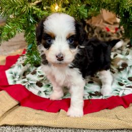 Cindy Lou - Black tri-color female Aussiedoodle puppy in Heber City, Utah from Junipersdoodles