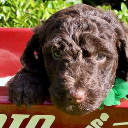 Zinnia - Double Doodle puppy in Bonita Springs, Florida from Doodle Den SWFL