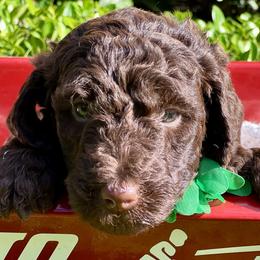 Zinnia - Double Doodle puppy in Bonita Springs, Florida from Doodle Den SWFL