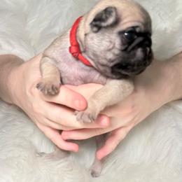 Red collar - Fawn male Pug puppy in Deer Park, Texas from Butler Pugs and Frenchies