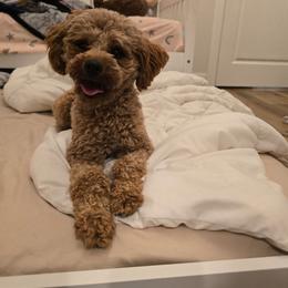 Frankie - Red  female Poodle puppy in Fordland, Missouri from K&K's Puppy Kingdom