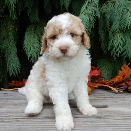 Molly - Parti female Labradoodle puppy in Millersburg, Ohio from My Pals