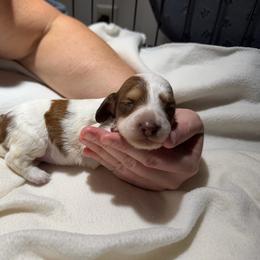 Lynn - Piebald female Dachshund puppy in Hazlehurst, Georgia from DrakeFire Dachshunds