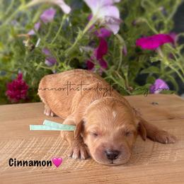 Cinnamon - Cream female Goldendoodle puppy in Lancaster, Minnesota from North Star Dog Training