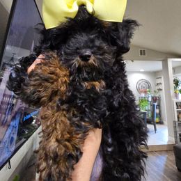 Khloe - Black and tan female Cavapoo puppy in Truckee, California from Heavenly Goldendoodles