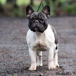 Po - French Bulldog