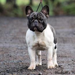 Po - French Bulldog