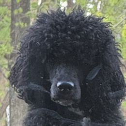 Frisbee - Poodle