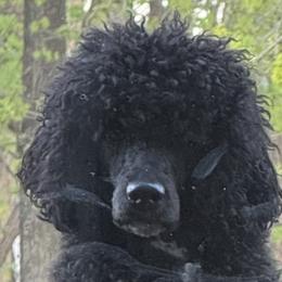 Frisbee - Poodle