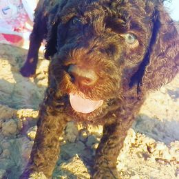 Poodle Puppies from Twisted Oak Poodles