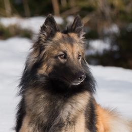 Kyrie - Belgian Tervuren
