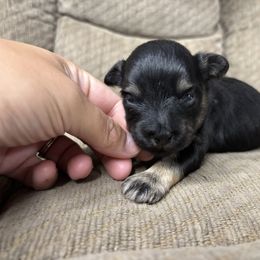 Gus - Black and silver male Miniature Schnauzer puppy in Plaucheville, Louisiana from Honey Doux Southern Paws