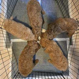 Poodle Puppies from Sydney Ramsdell