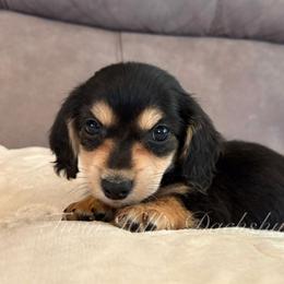 Ivory's White - Black and cream male Dachshund puppy in Jonesboro, Illinois from Twin Hills Dachshunds