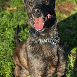 Hellcat - Dutch Shepherd