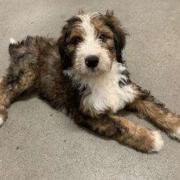 American Eskimo Dog and Bernedoodle Puppies from Shadow Kennels