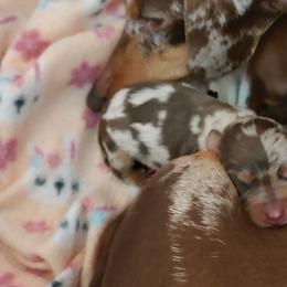 Australian Cattle Dogs and Dachshunds from Hope Heelers