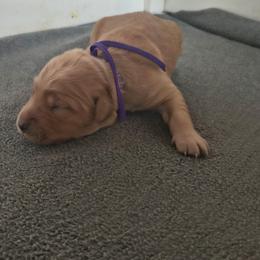 Huckleberry- Purple collar (3rd pick male) - Dark golden male Golden Retriever puppy in Tenino, Washington from Oak River Goldens'