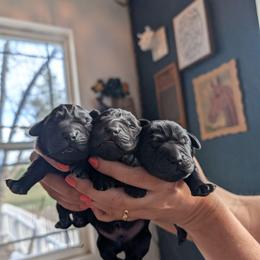 Black Male 1 - Black male Labrador Retriever puppy in Priest River, Idaho from Lazy Daisy Labs