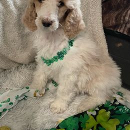 Diamond - Parti Poodle puppy in New Kensington, Pennsylvania from Happy puppy tails