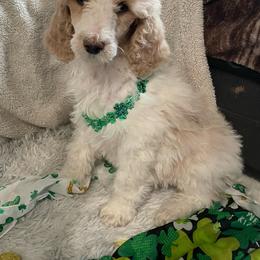 Diamond - Parti Poodle puppy in New Kensington, Pennsylvania from Happy puppy tails