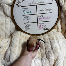 Goose - navy collar - Yellow male Labrador Retriever puppy in Troy, South Carolina from Wicked Flyer Retrievers
