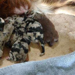 Australian Shepherd Puppies from Southern Boy Blues Aussies