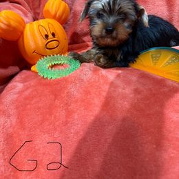 G2 - Black and tan female Yorkshire Terrier puppy in Madera, California from Rosann's Yorkshire Terriers