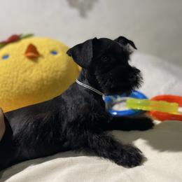 Hilton - Black male Miniature Schnauzer puppy in San Diego, California from KMS-Miniature Schnauzers