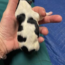 Biewer Terrier and Cavalier King Charles Spaniel Puppies from Kilmaren Cavaliers and Born in the USA Biewer Terriers