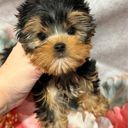 Mike - Blue and gold male Yorkshire Terrier puppy in San Diego, Temecula, Ontario, California from Yorkie & Maltese Royalty