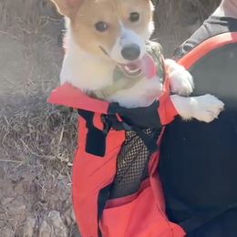 Pembroke Welsh Corgi All Grown Up from G.G.'s Corgis