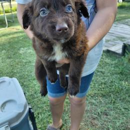 Truffle-Reserved - Red & white female Australian Shepherd puppy in Alvin, Texas from Gulf Coast Aussies