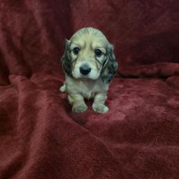 Girl 1 - Cream female Dachshund puppy in Sour Lake, Texas from Rigdon's dachshunds