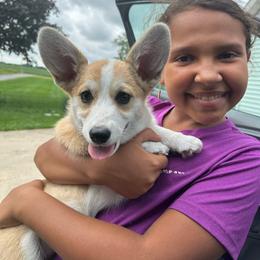 Penelope - Red female Pembroke Welsh Corgi puppy in Urbana, Ohio from Edgewood Farm and Kennel