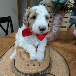 Haggard - Parti male Goldendoodle puppy in Juliette, Georgia from Megan's Goldendoodles