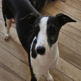 Mary - Italian Greyhound