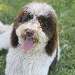 Sally - Goldendoodle